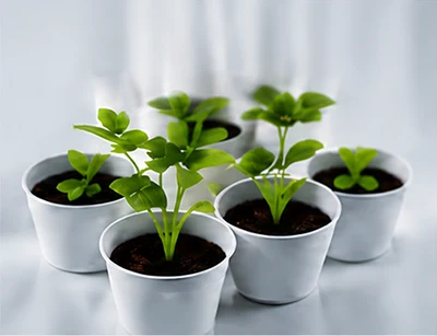 Plantio das mudas no sistema vertical